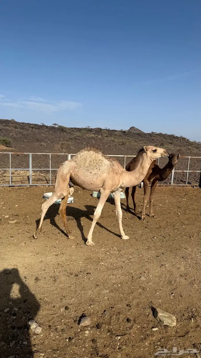 قعدان للبيع 19