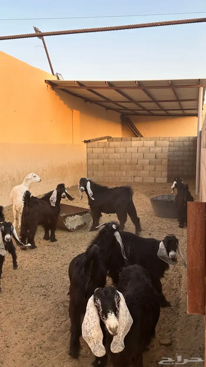 معزا عوارض 1