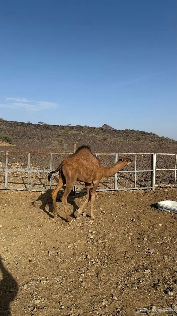 قعدان للبيع 6