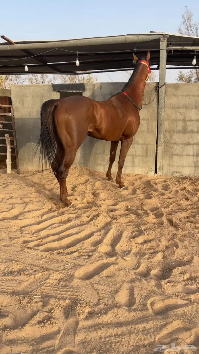 حصان للبيع 1