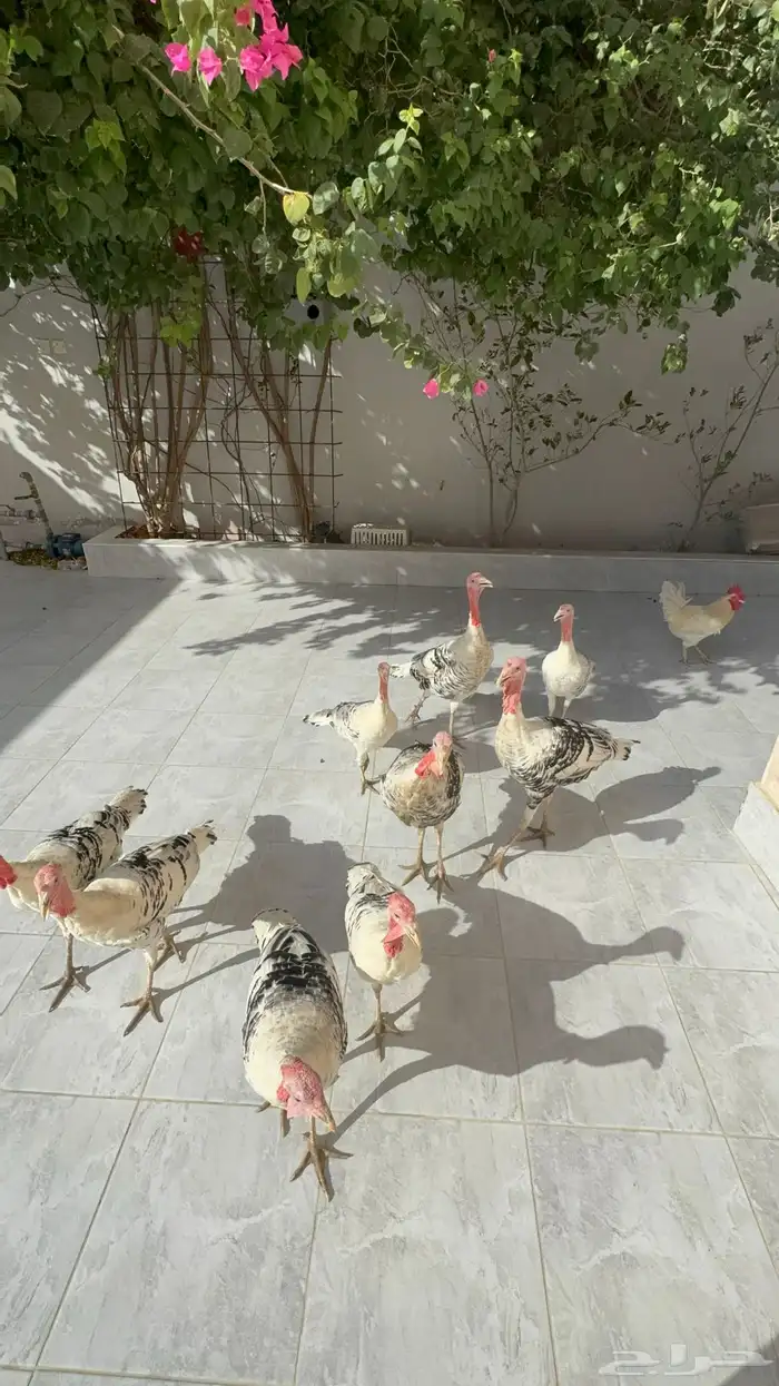 دجاج رومي فراشة 3