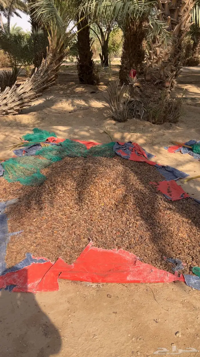 تمر علاف 4