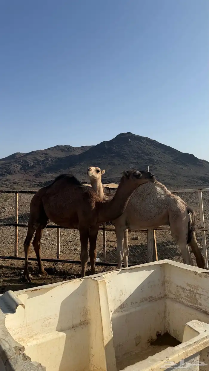 قعدان للبيع 2