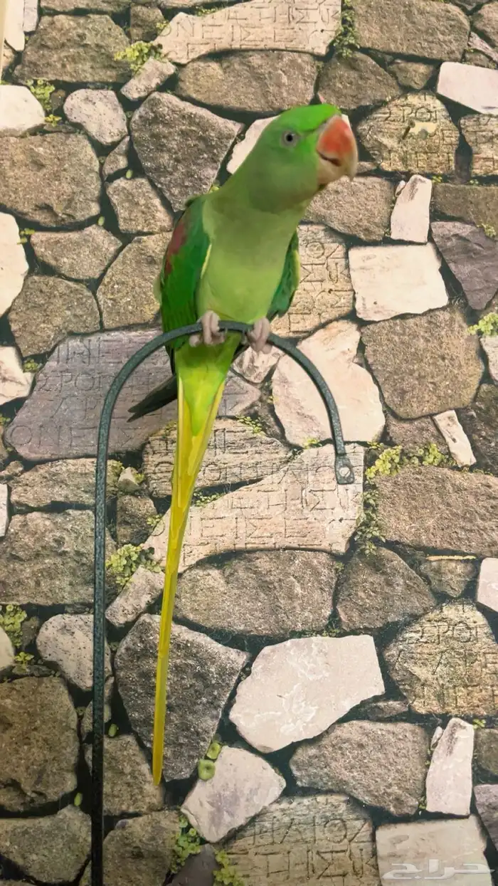 درة نيبالي ذكر اليف جدا 1