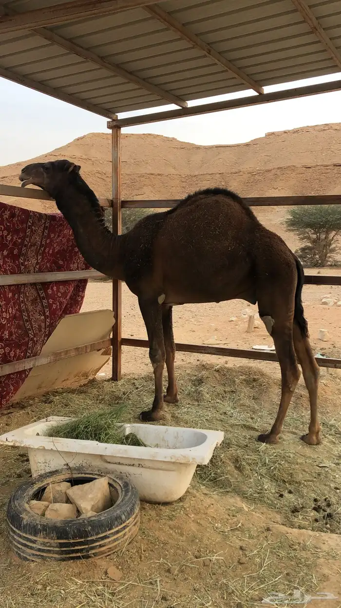 قعود ساحلي كفو 1