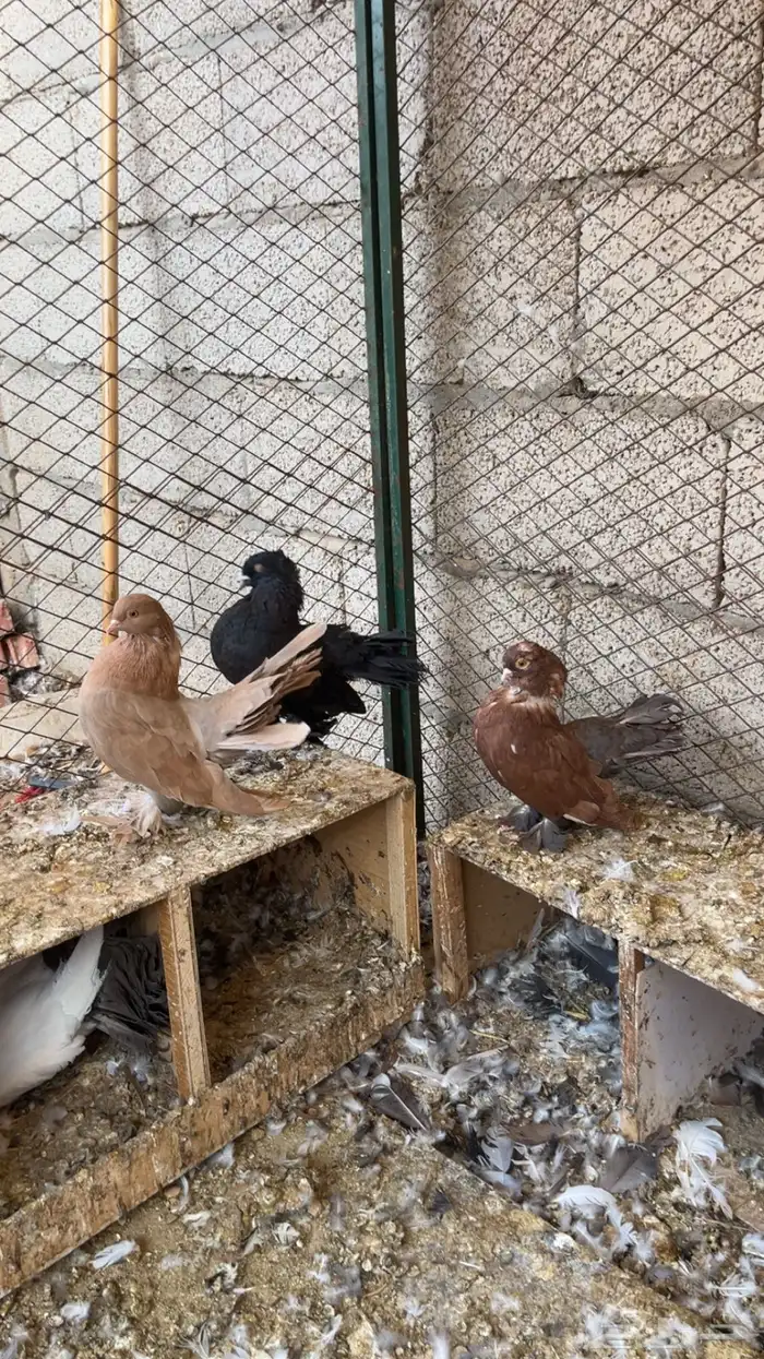 حمام رقيصي الموقع حريملاء 6