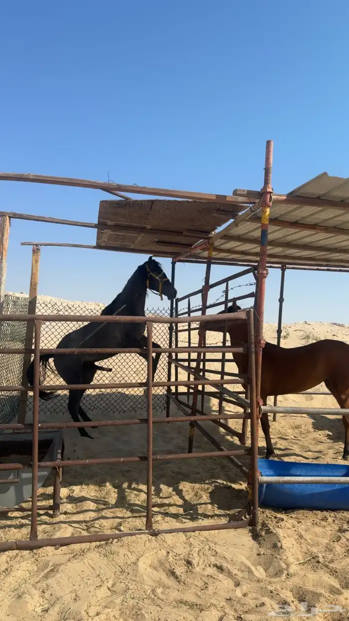 مهر جزيري 0