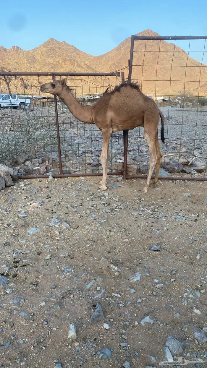 قعود للبيع 0