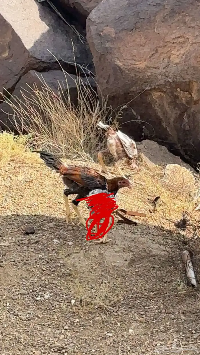 دجاج باكستاني سندي 2