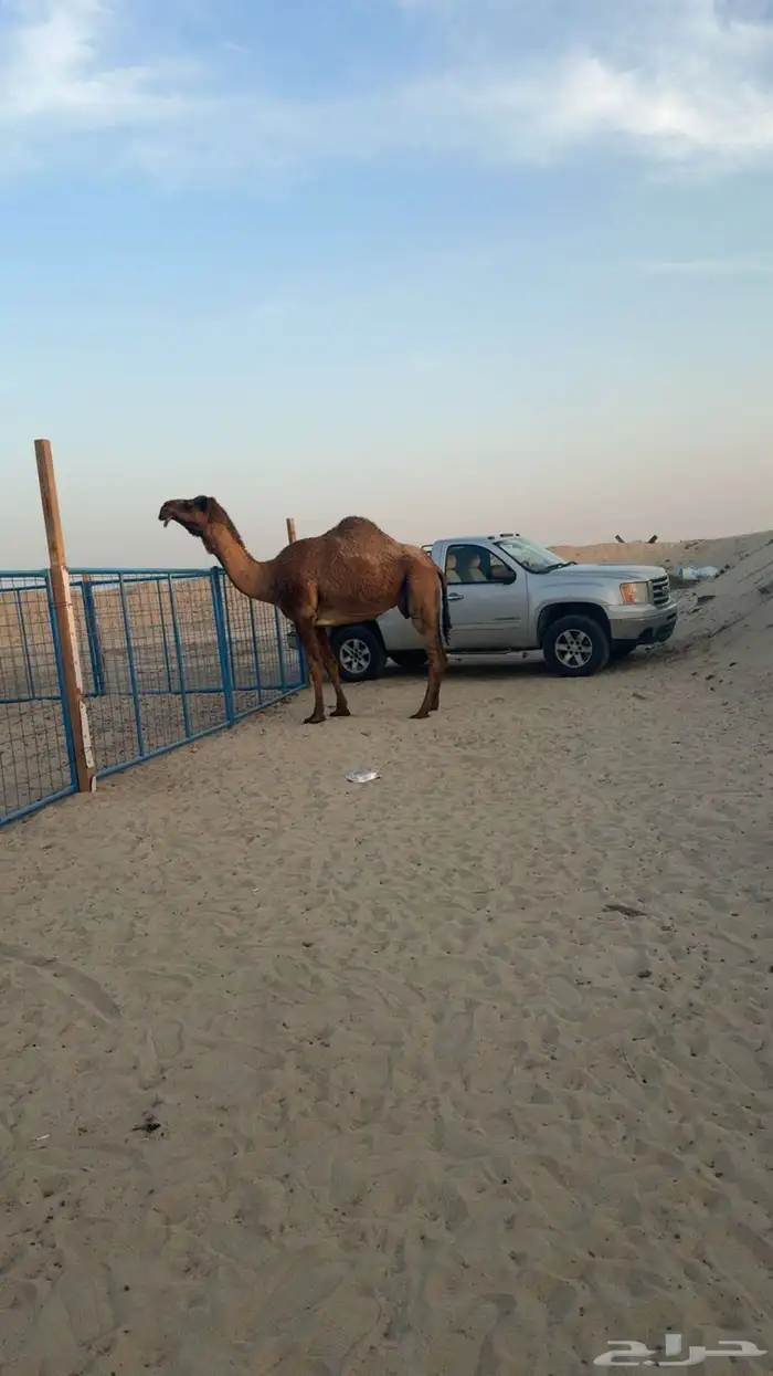 خط الرياض مقابل الاسطبلات الخيل 0