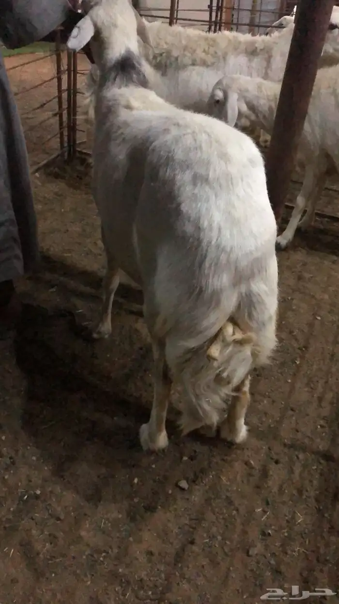 ذبايح بريه 0