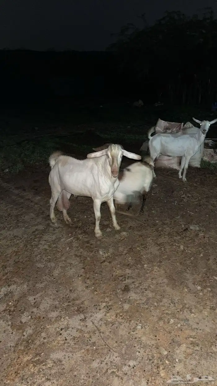 تيس فحل بيشي ابرص 0