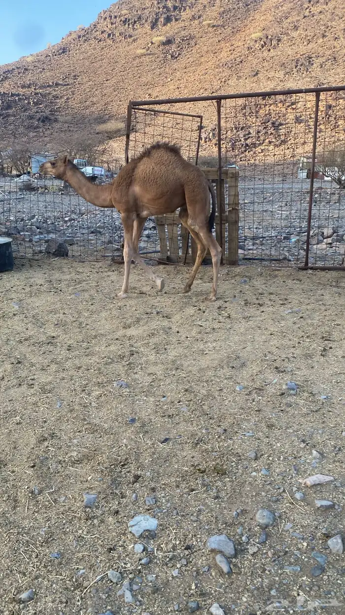 قعود للبيع 1