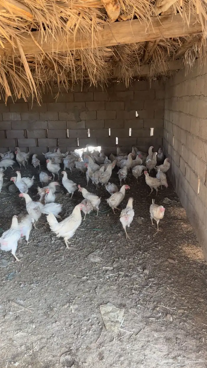 دجاج لاحم بياض 2