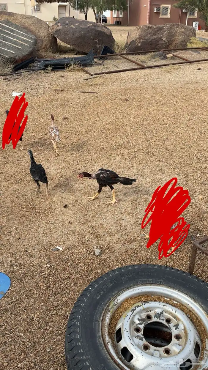 دجاج باكستاني سندي 3