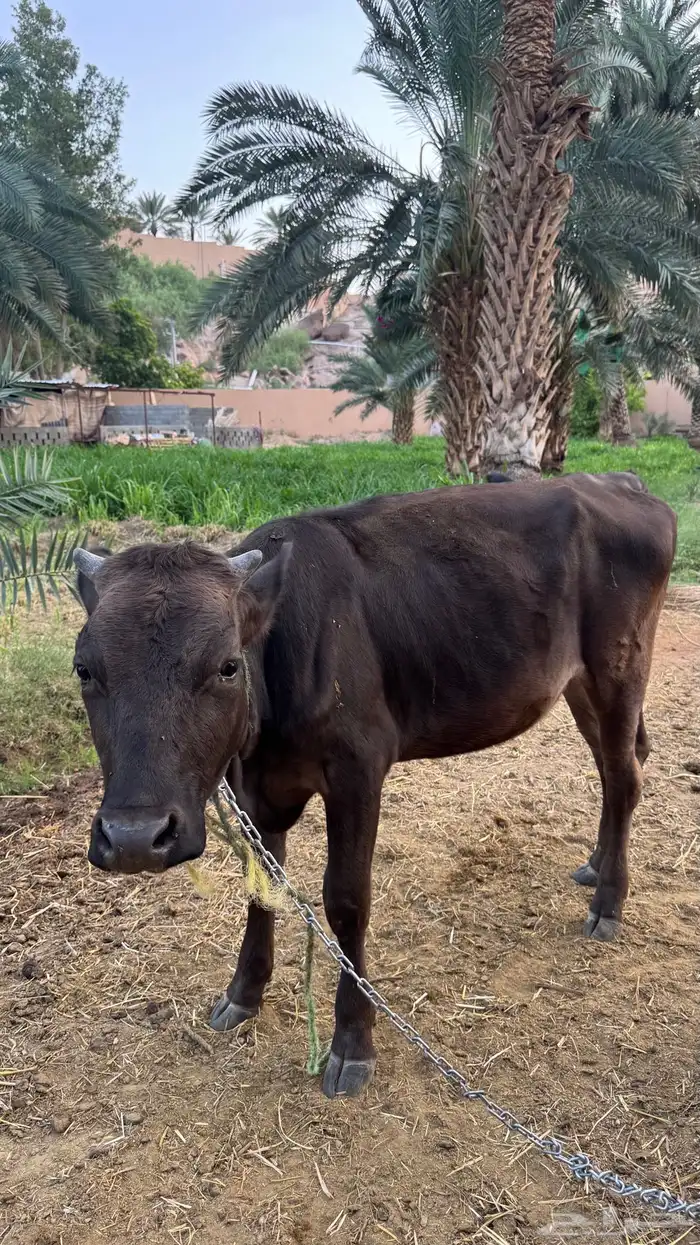 بقرة عجلة للبيع 1