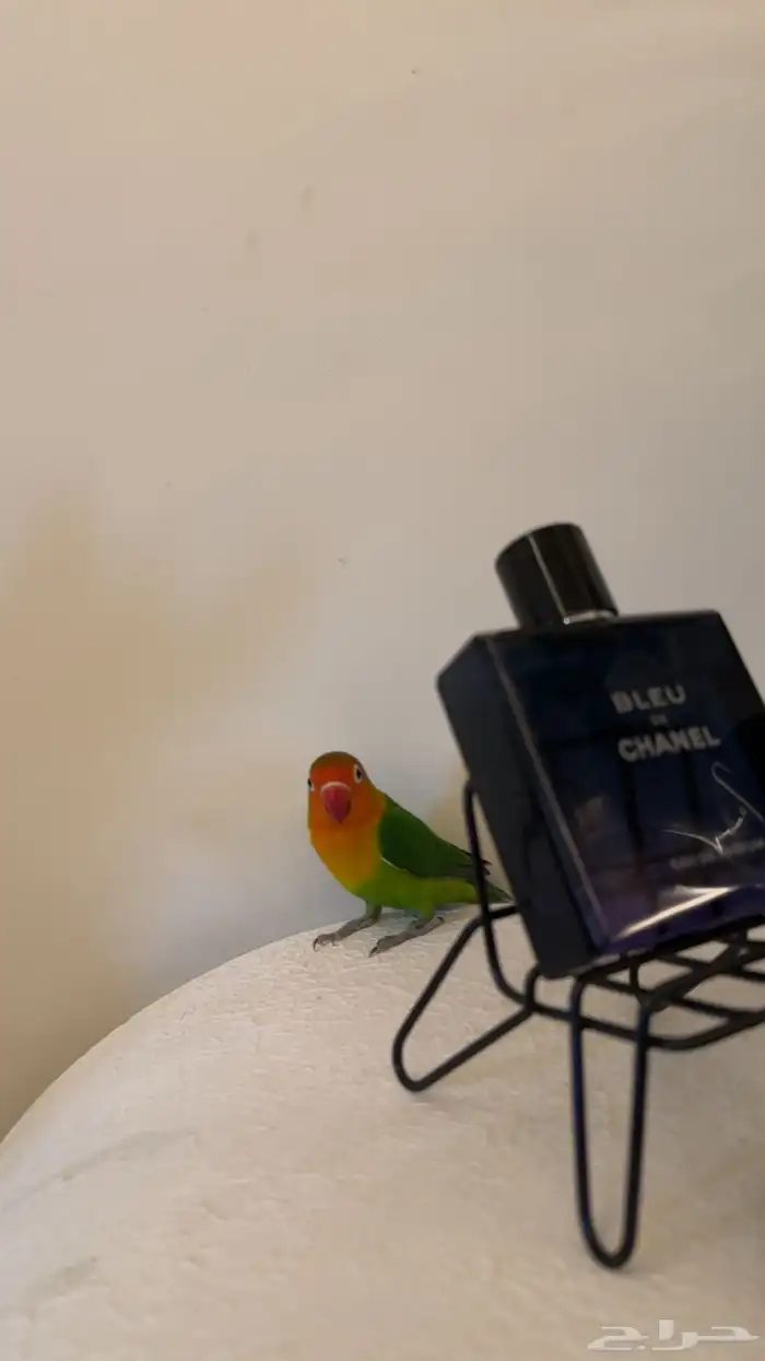 طير فيشر للبيع 1