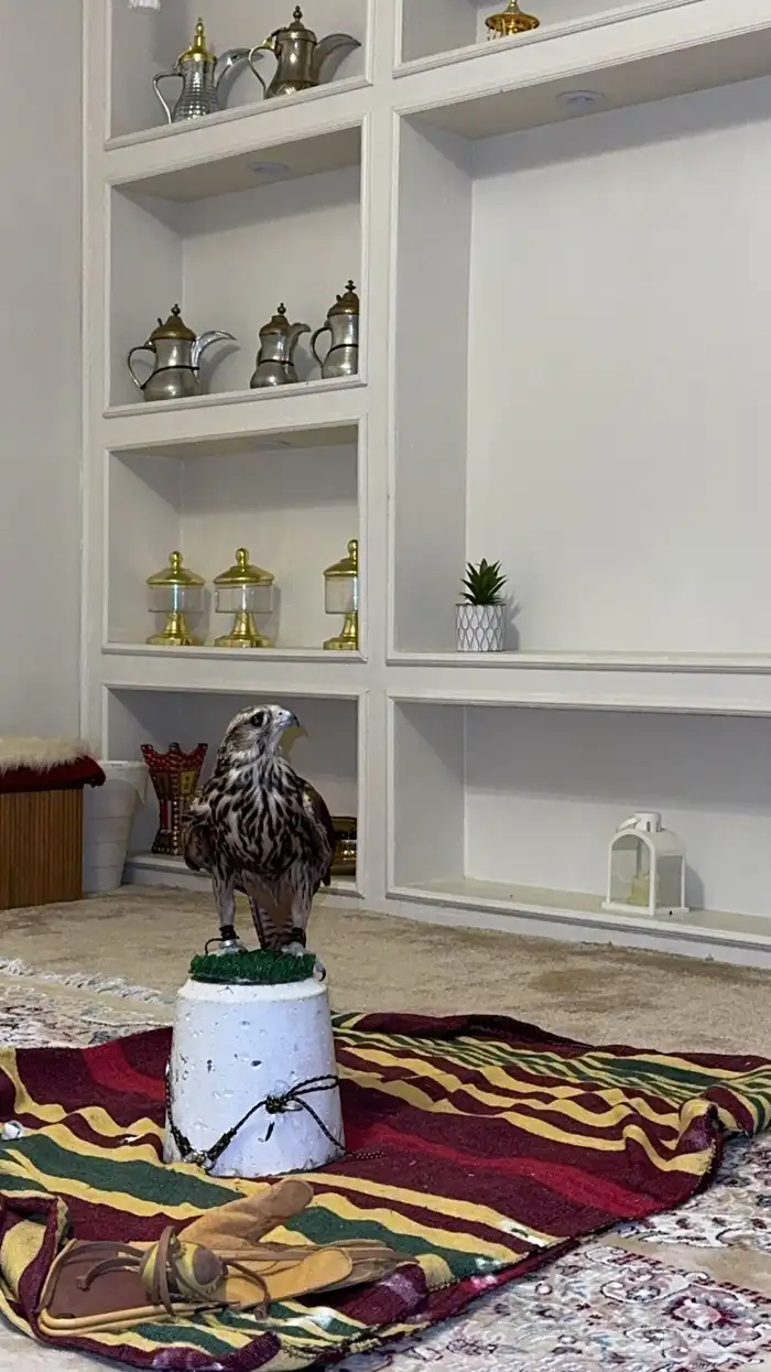 طير حر مثلوث 2