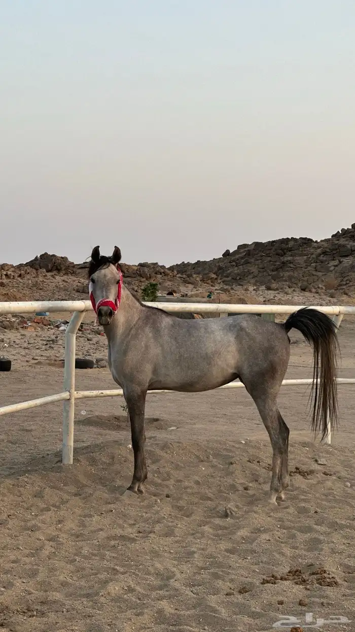 مهره شعبيه 0