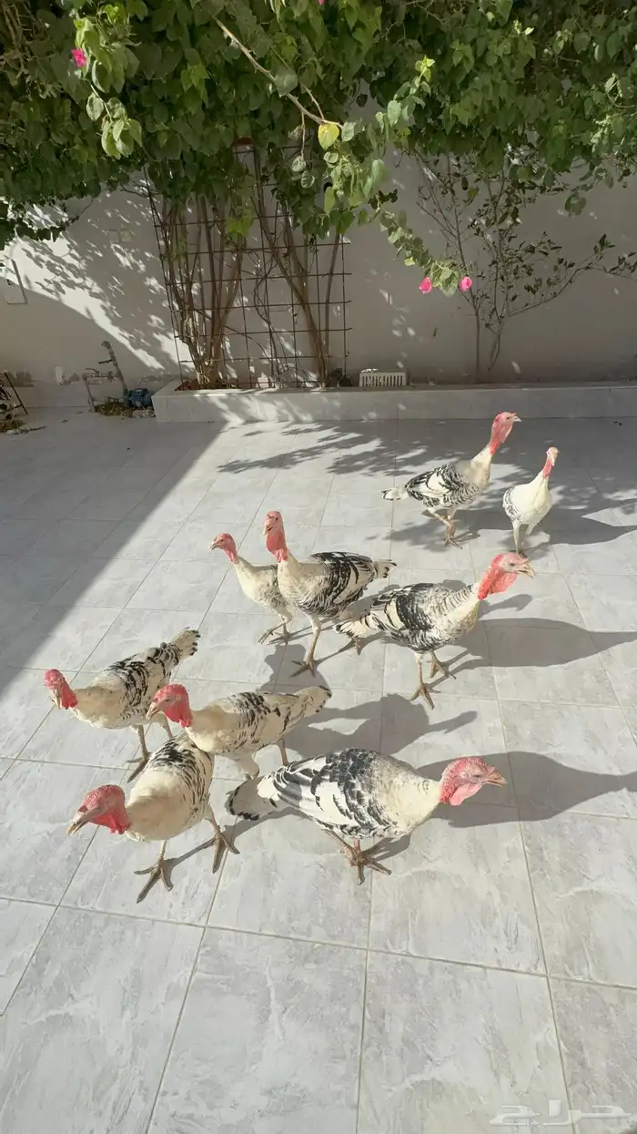 دجاج رومي فراشة 1