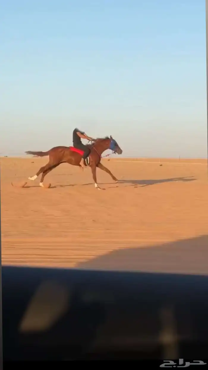 حصان للبيع 0