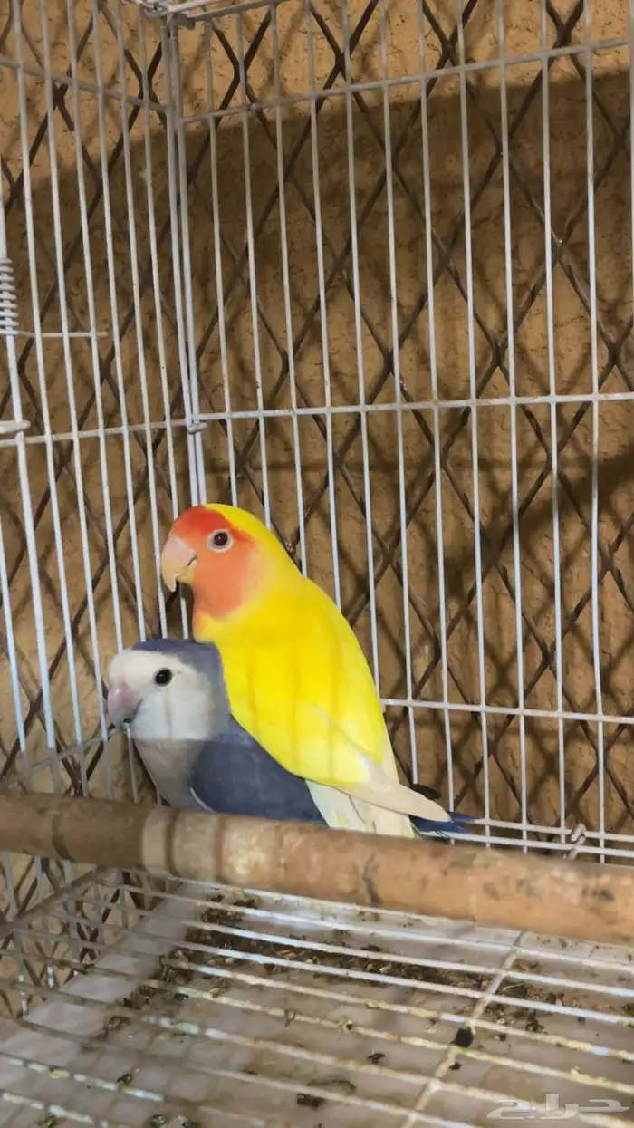 روز 4
