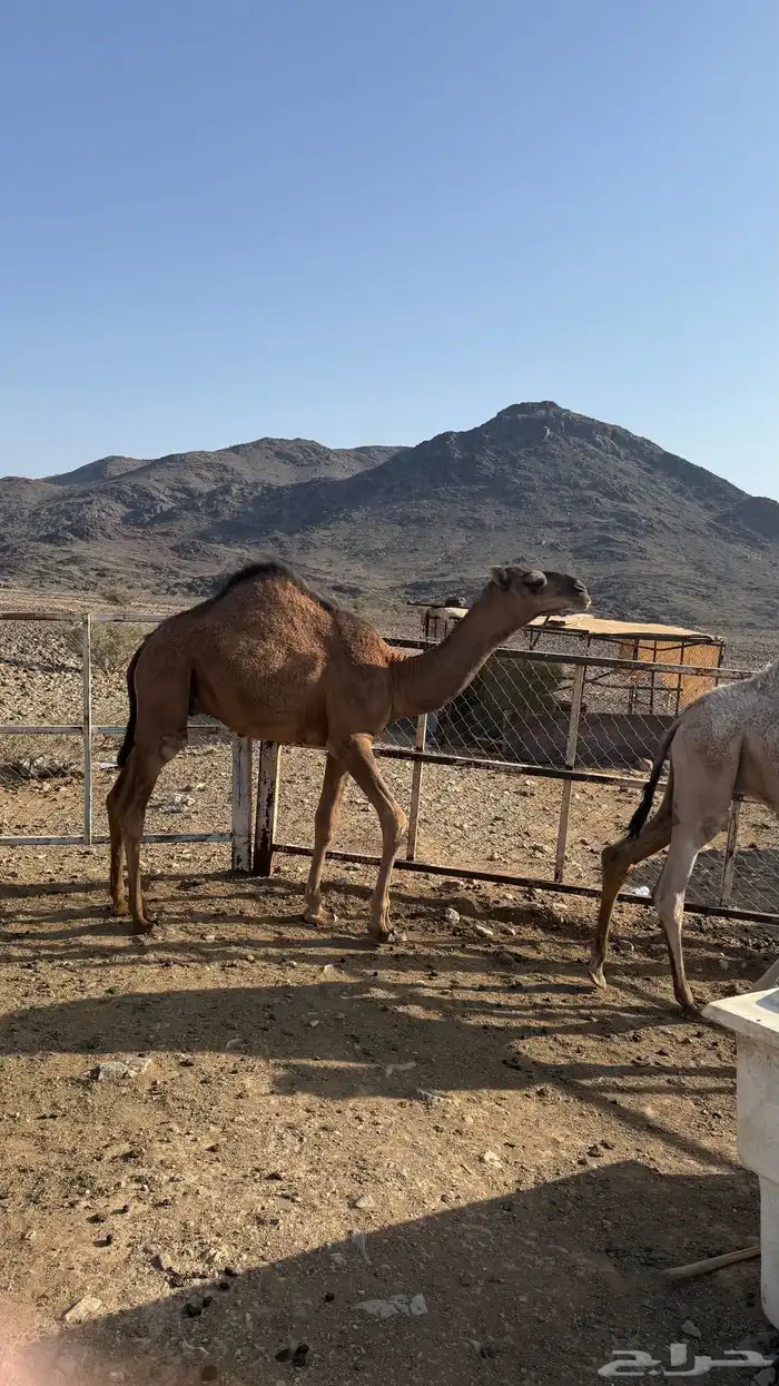قعدان للبيع 1