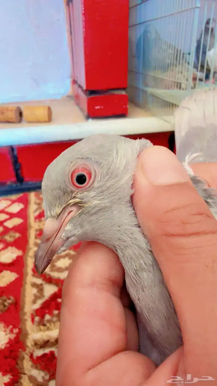 طيور 3