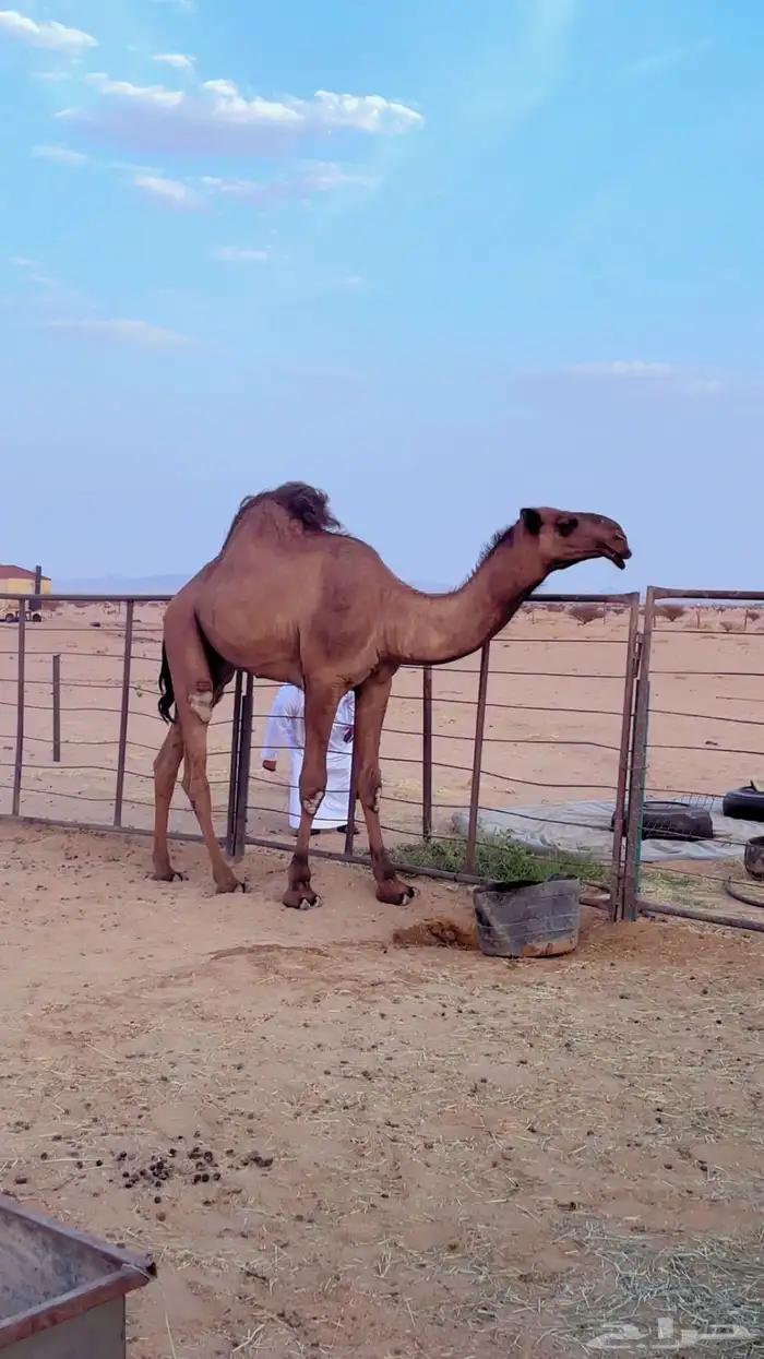 قعود دبياني 6