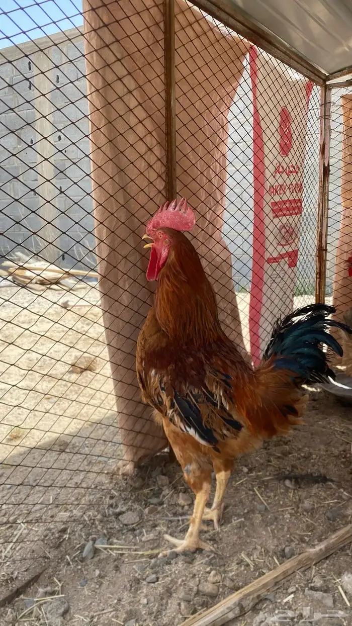 للبيع ديكين و واربعين دجاج 0