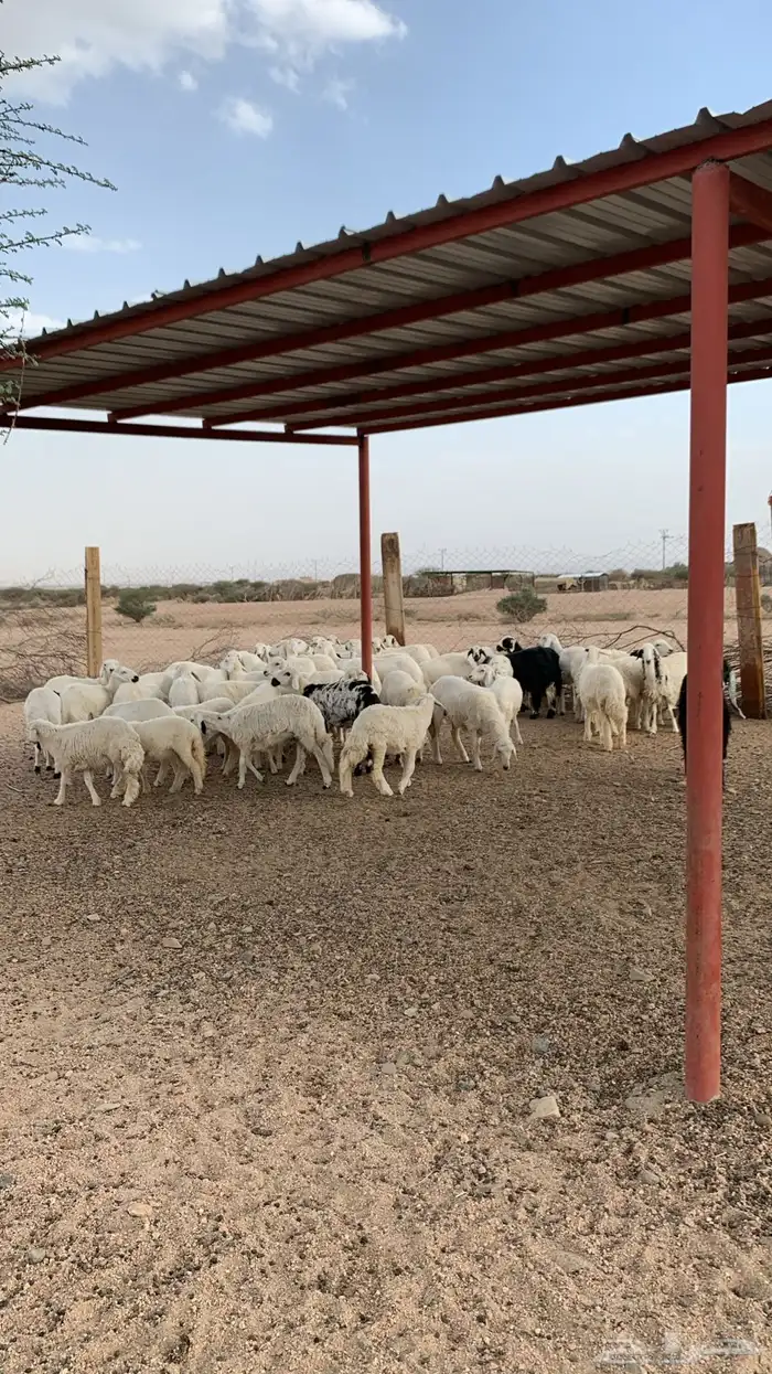 رخال للبيع 3