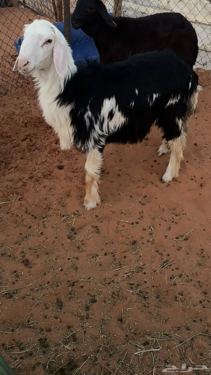 طلي نجدي مغلق كفو 1
