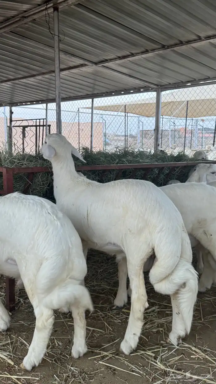 طليان للبيع 5