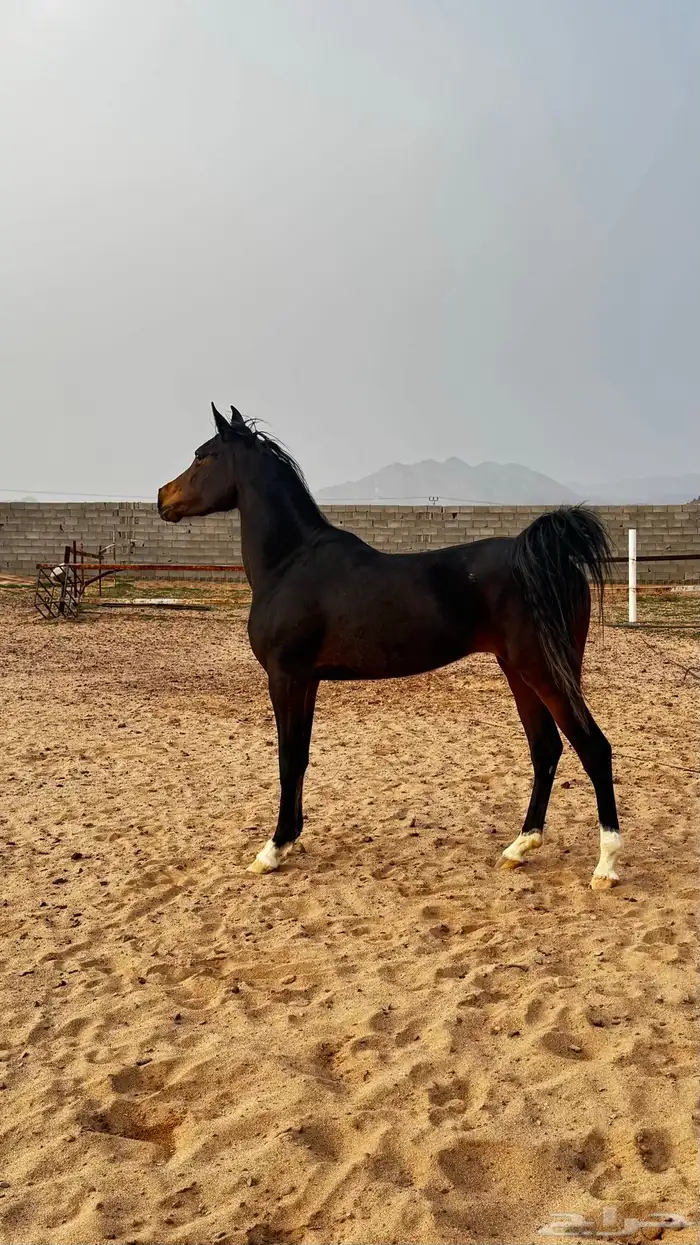 فرس شعبية قطعة جميلة 3