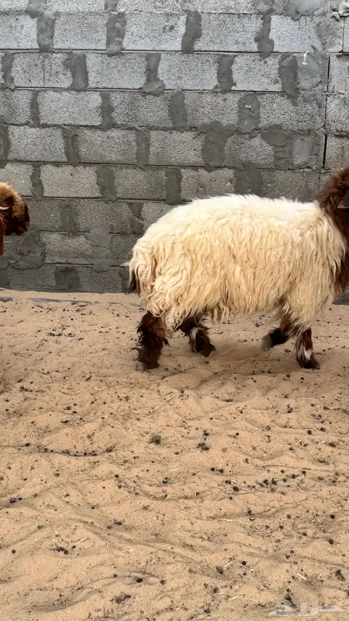 خرفان نعيم 3