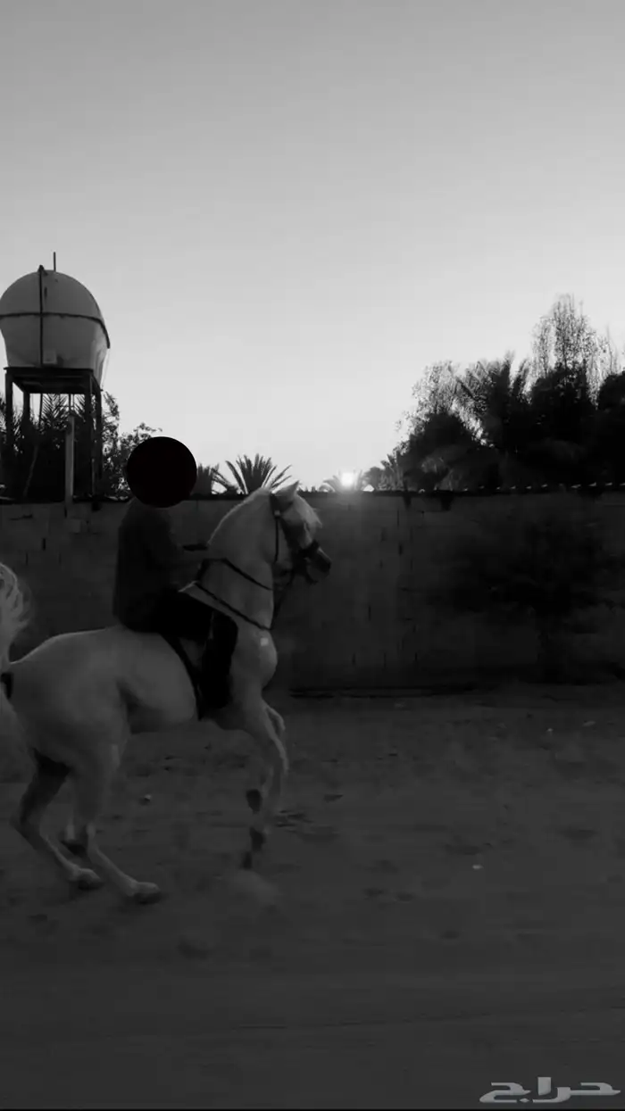 حصان شيخ للبيع 0