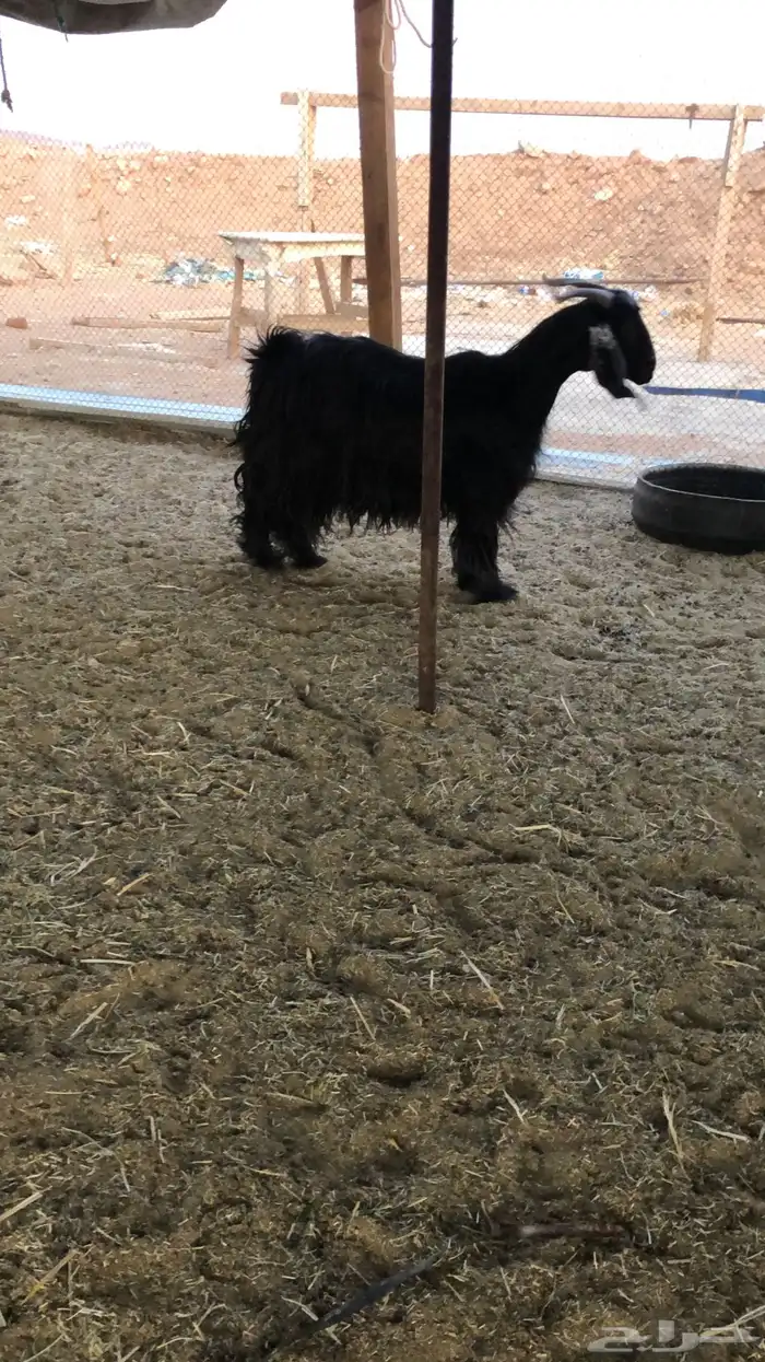 ذبايح بريه 4