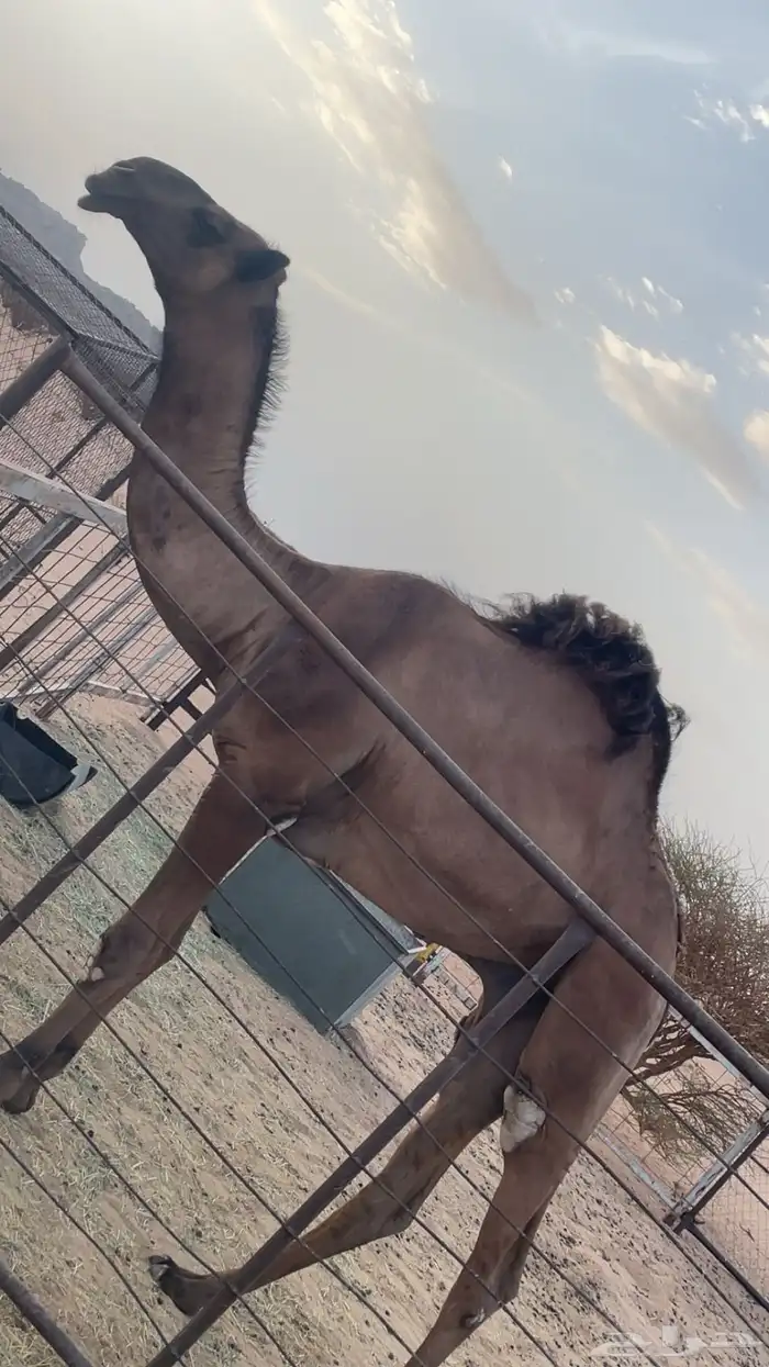 قعود دبياني 3