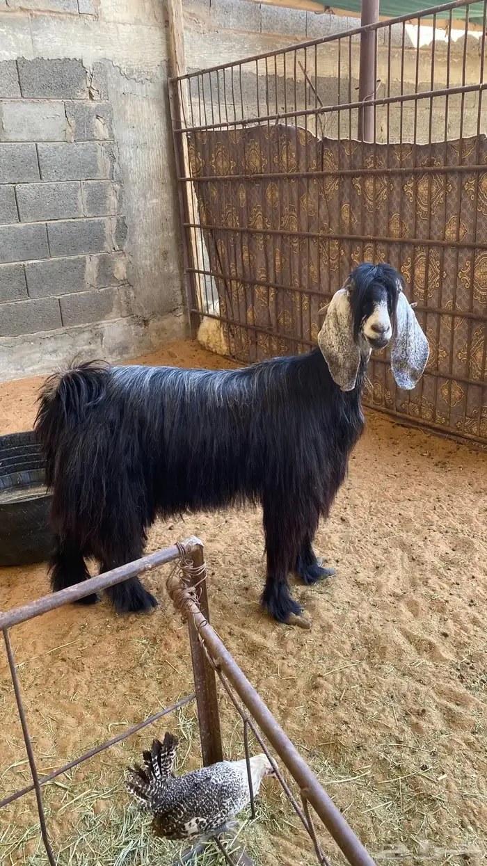 للبيع عنز متاومه 6