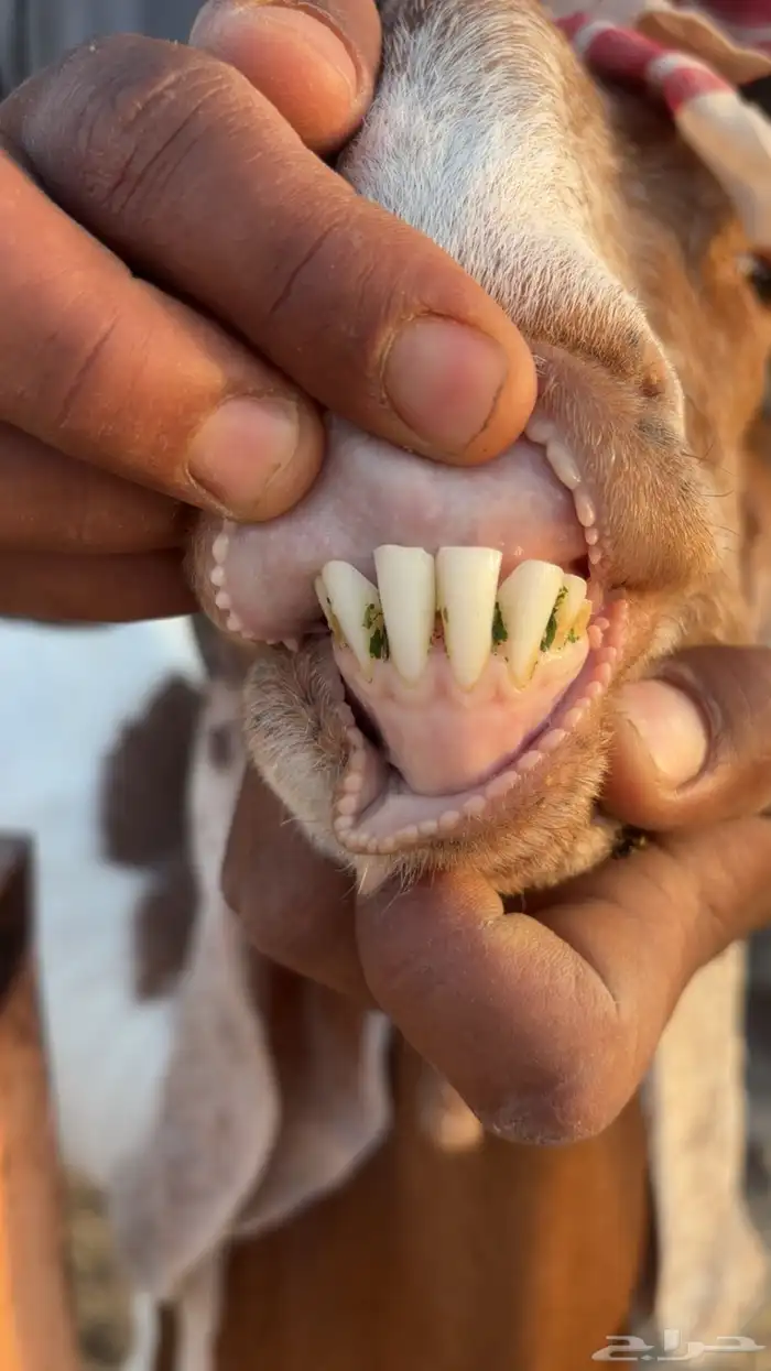 عنز معها جفار ثنتين 3 شهور تقريبا 3