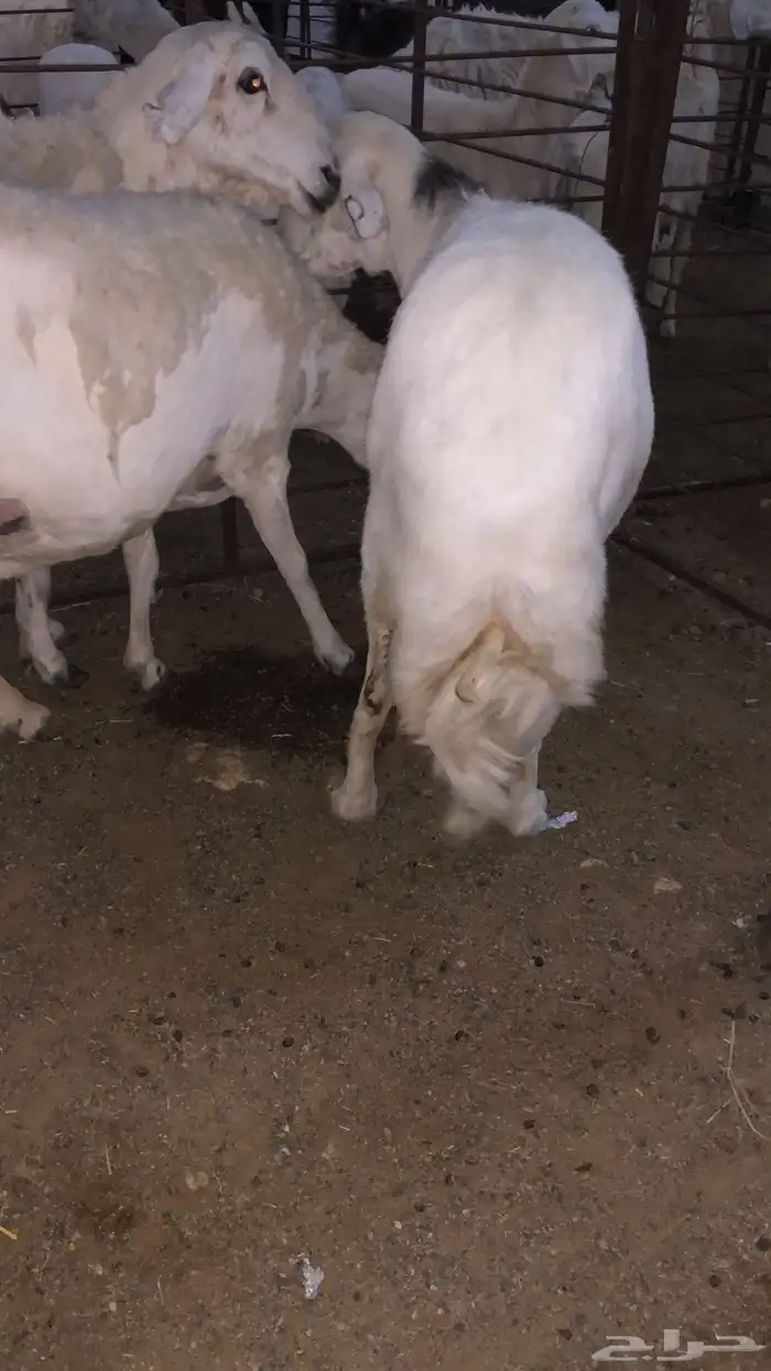 ذبايح بريه 2