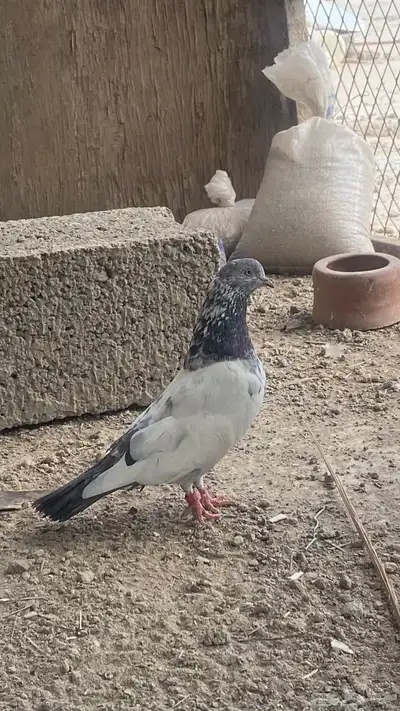 زوج قولدن باكستاني index