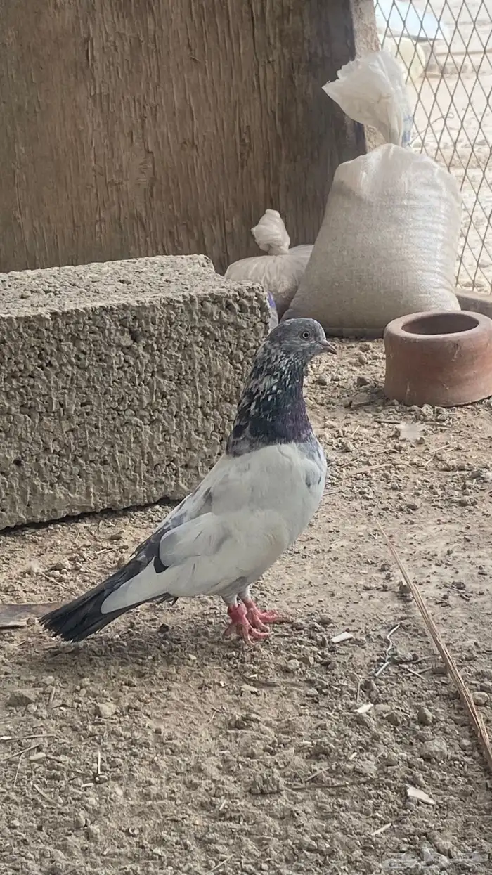 زوج قولدن باكستاني 2