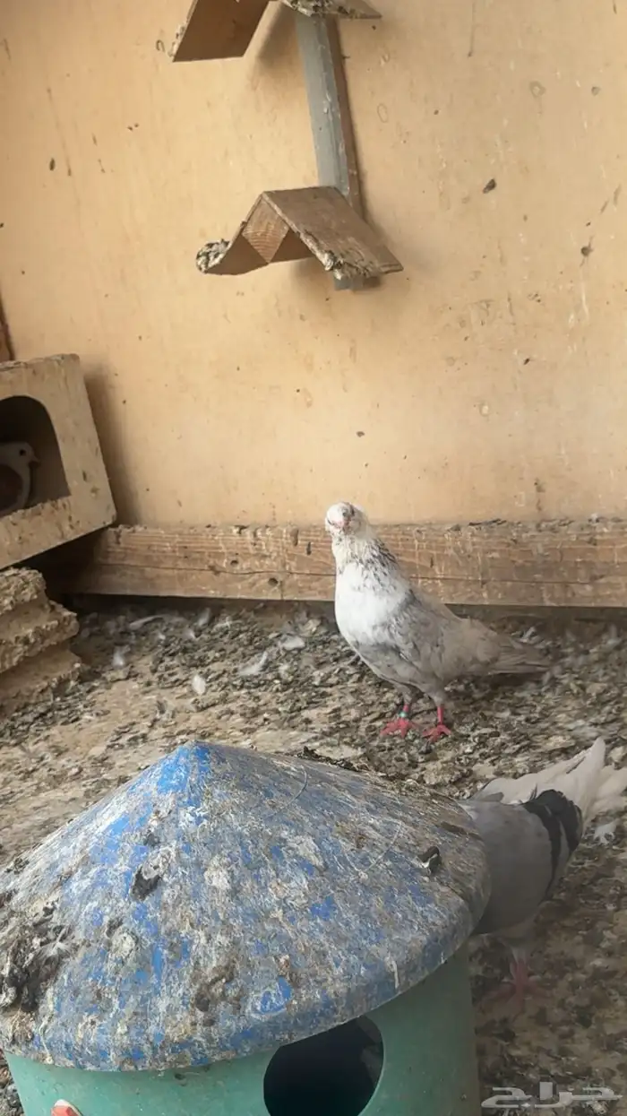 حمام قنادي جمله 12