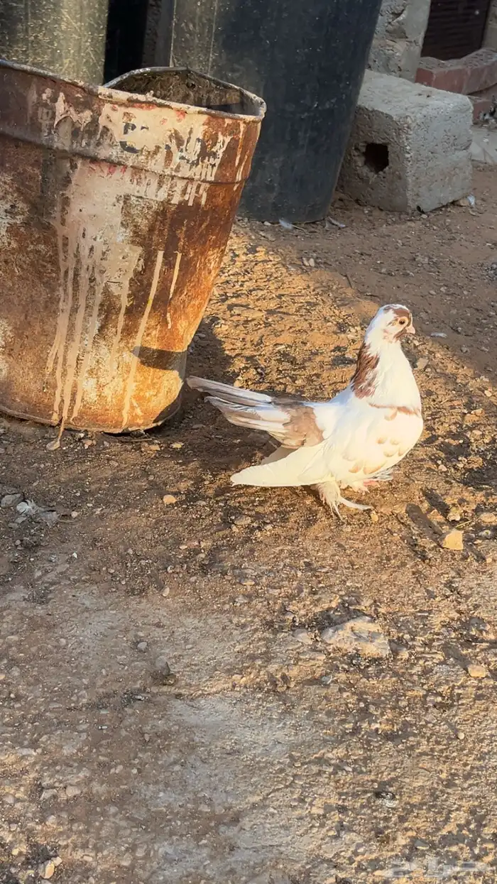 حمام رقيصي الموقع حريملاء 3