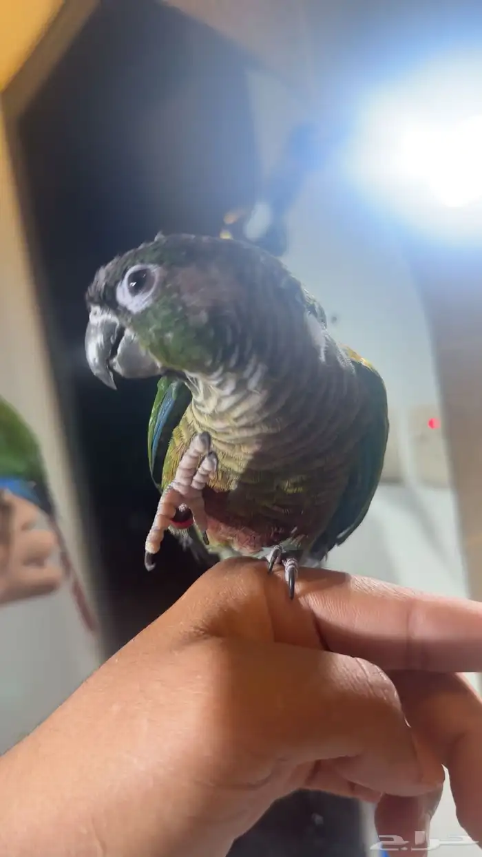 كنيور يلو سايد اليف هدد مزاجي 9