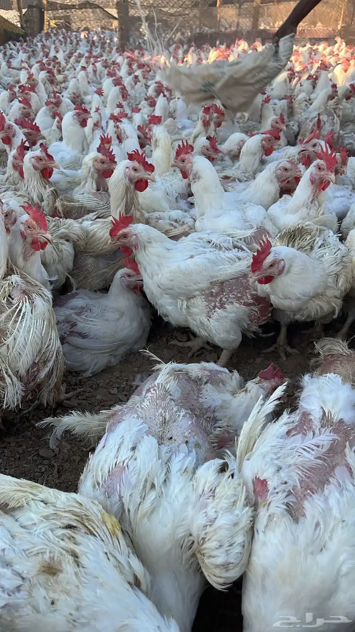 دجاج أمهات وديوك للبيع 3