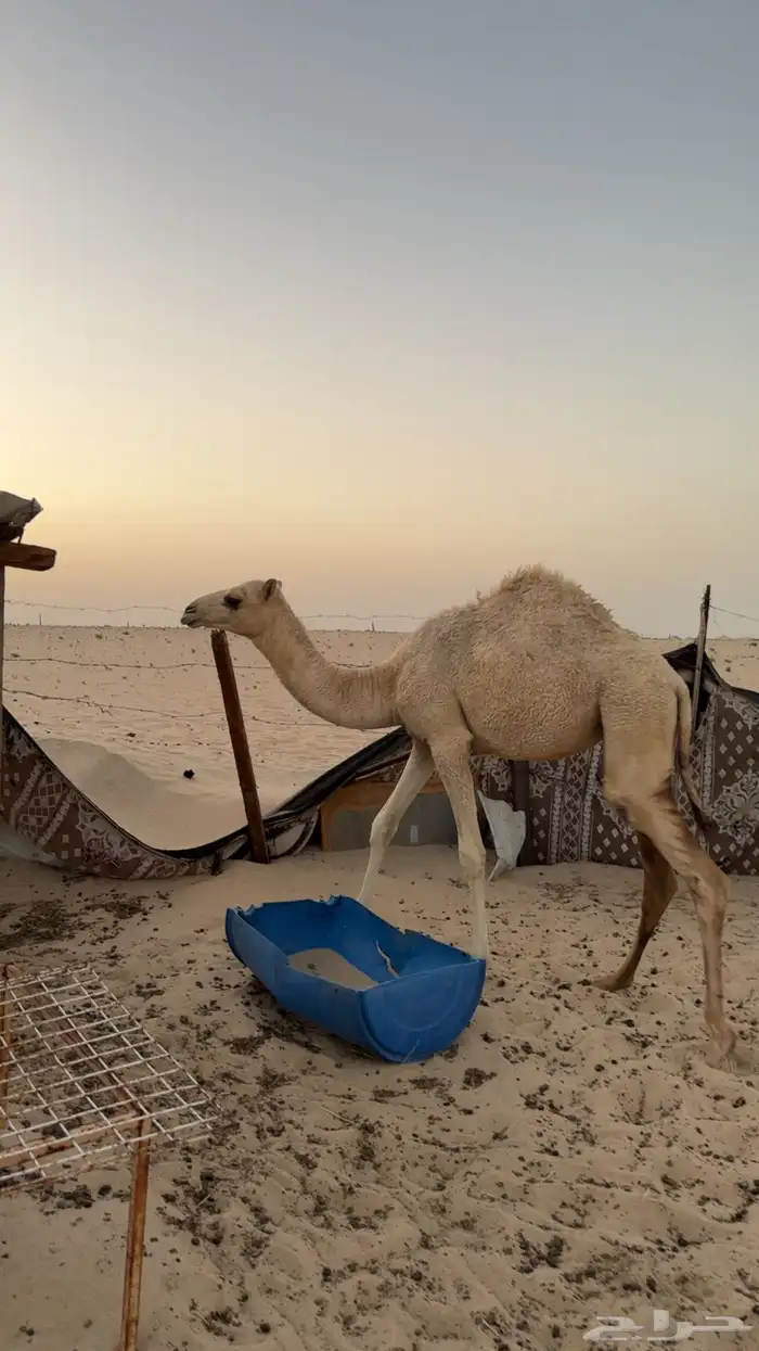 للبيع بكره شرط من جميع العذاريب 2