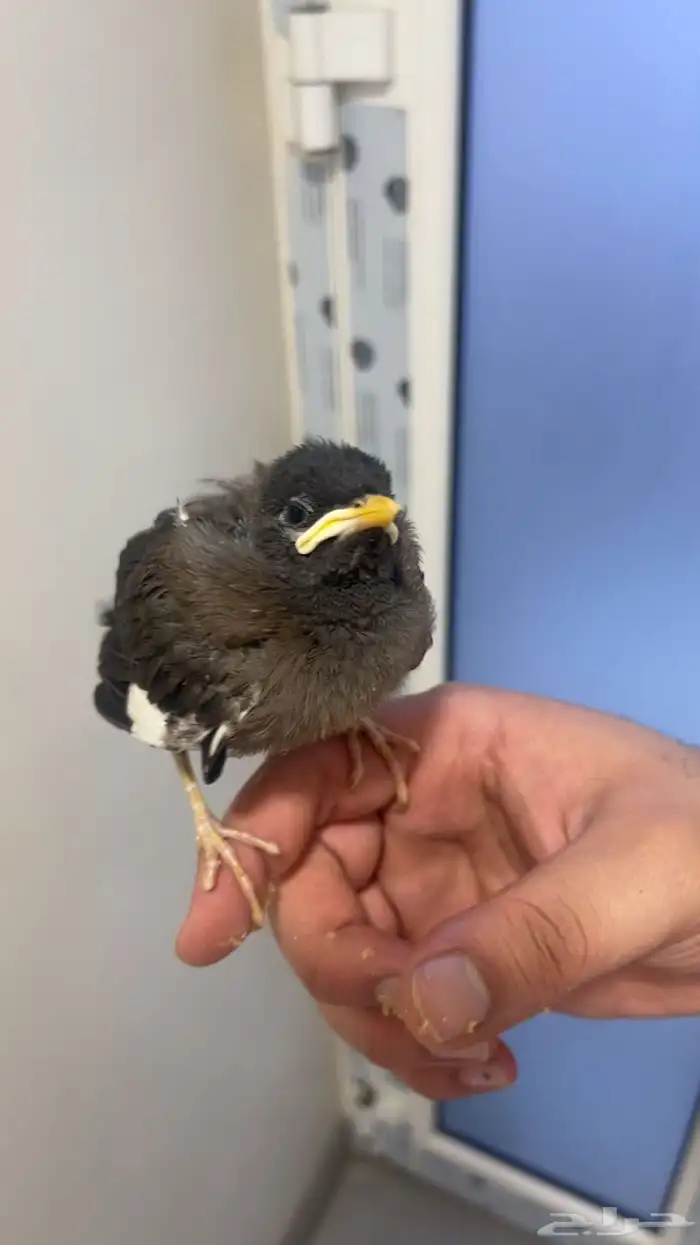 لبيع ماينو اليف نهايت غر 1