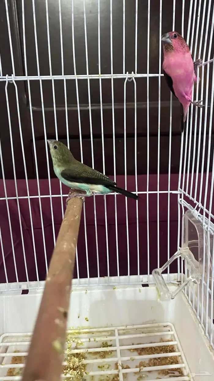 عصفير 2